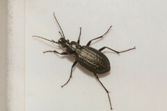 Carabus granulatus interstitialis