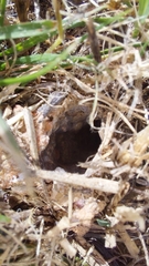 Harpactirella lightfooti