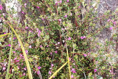 Indigofera sp9