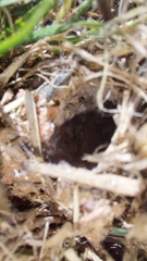 Harpactirella lightfooti