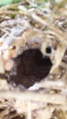 Harpactirella lightfooti