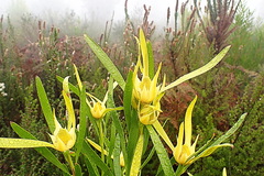 Leucadendron eucalyptifolium