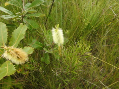 Melaleuca pachyphylla