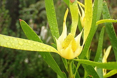 Leucadendron eucalyptifolium