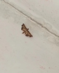 Nacoleia inouei