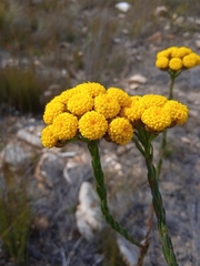 Athanasia linifolia