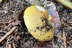 Russula ochroleuca