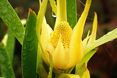Leucadendron eucalyptifolium