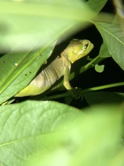 Polychrus gutturosus