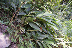 Alpinia sessiliflora