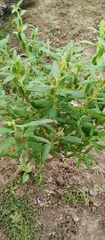 Sesamum indicum