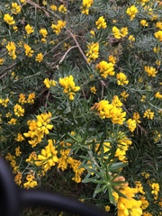 Genista linifolia