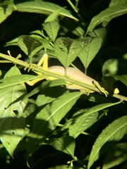 Polychrus gutturosus