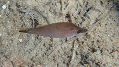 Symphodus rostratus