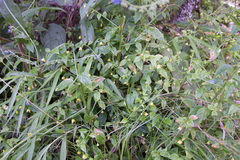 Lysimachia capillipes