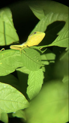 Polychrus gutturosus