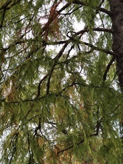 Taxodium distichum