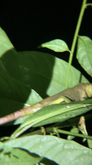 Polychrus gutturosus