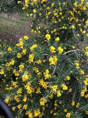 Genista linifolia