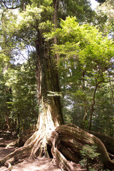 Castanopsis carlesii