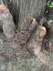 Taxodium distichum