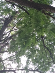 Taxodium distichum