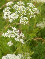 Chaerophyllum aureum