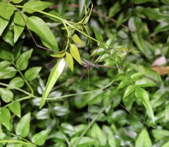 Candovia