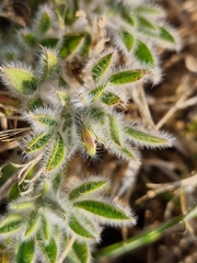 Leobordea