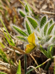 Leobordea