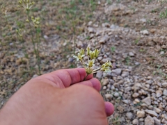 Kohautia amatymbica