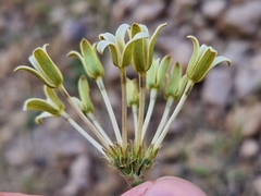 Kohautia amatymbica