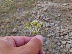 Kohautia amatymbica