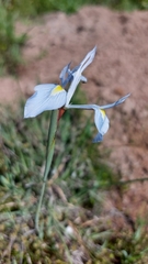 Moraea tripetala