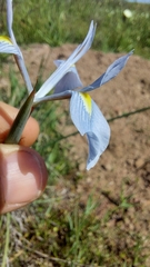 Moraea tripetala