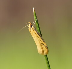 Philobota protecta