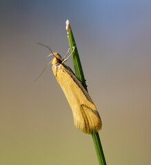 Philobota protecta