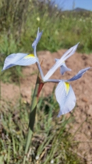 Moraea tripetala
