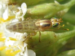 Meromyza