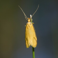 Philobota protecta