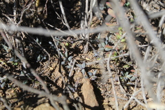Curio radicans
