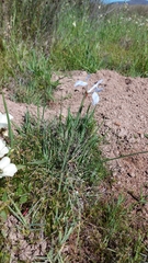 Moraea tripetala