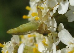 Meromyza