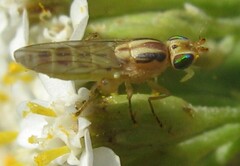 Meromyza
