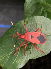 Probergrothius sanguinolens