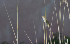 Acrocephalus arundinaceus