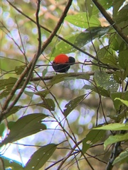 Ramphocelus passerinii