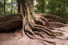 Castanopsis carlesii