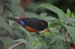 Anisognathus igniventris