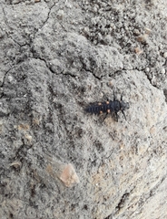 Coccinellidae